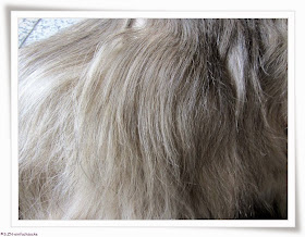 Hundeblog Einfach Socke Thementage 4 4