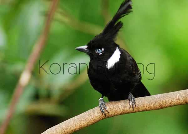 Cara Merawat Burung Cililin Bakalan Agar Gacor Dan Tidak Mudah Mati