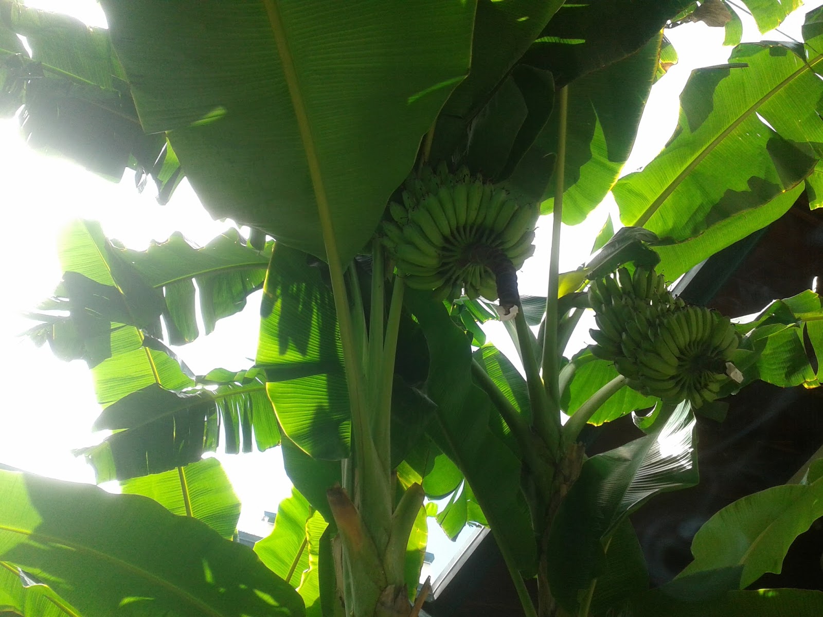 Naheez Thawfeeg's Blog Afternoon coffee in Olive Garden