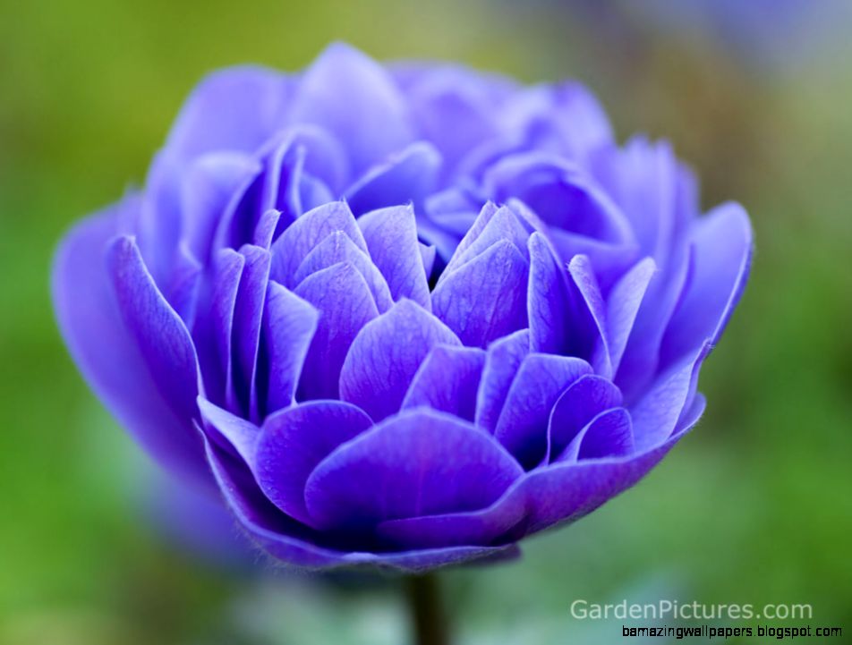 Pretty Flowers Names And Pictures   Beautiful Flowers