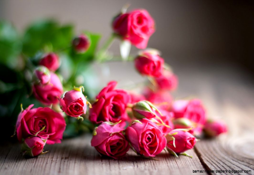 images of flowers and roses