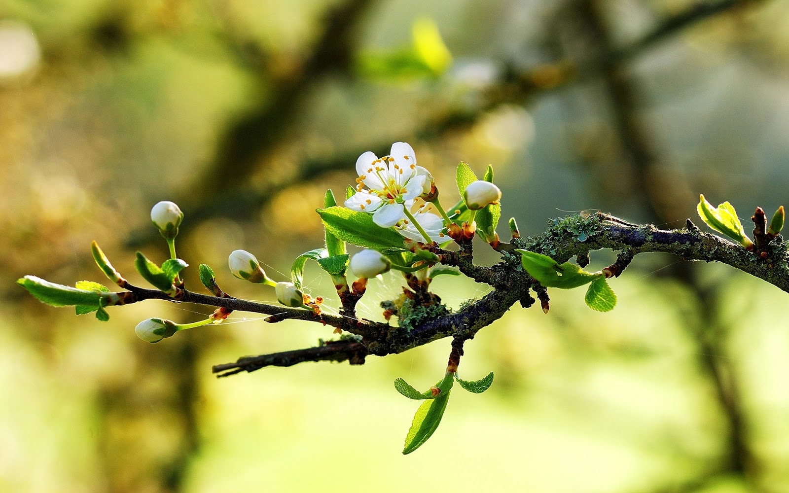 Hình Nền Nền Mùa Xuân HD và Nền Cờ đẹp mùa xuân nền mùa xuân cây để Tải  Xuống Miễn Phí  Lovepik
