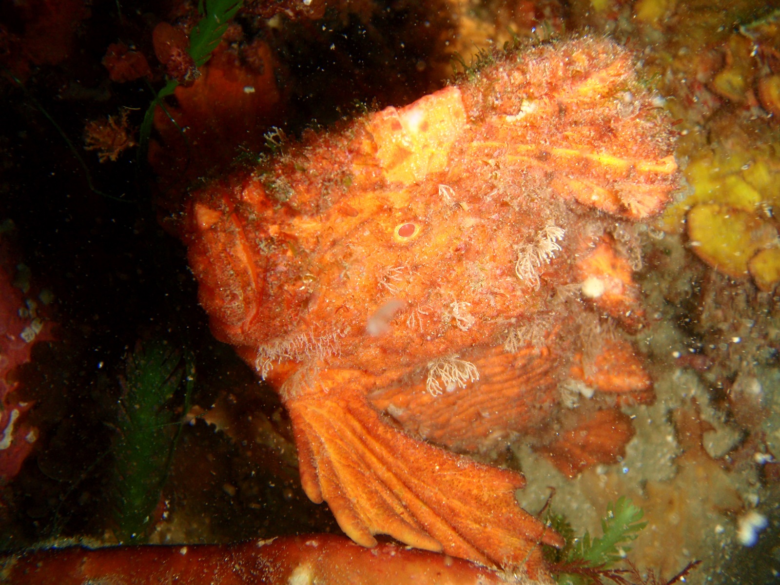 Real Monstrosities: Australian Prowfish