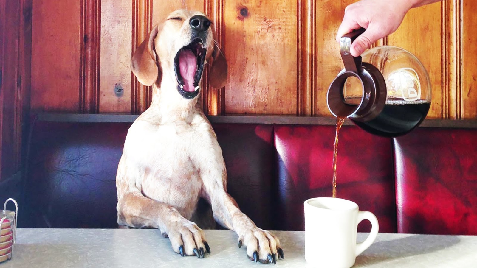 Включи веселые смешное. Доброе утро собаки. Собака с кофе. Смешные картинки с добрым утром. Собака с чашкой кофе.
