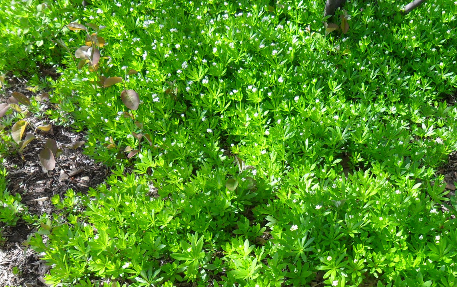 Backyard Patch Herbal Blog Sweet Woodruff Herb of the Week