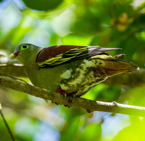 Thick-billed green pigeon - Treron curvirostra
