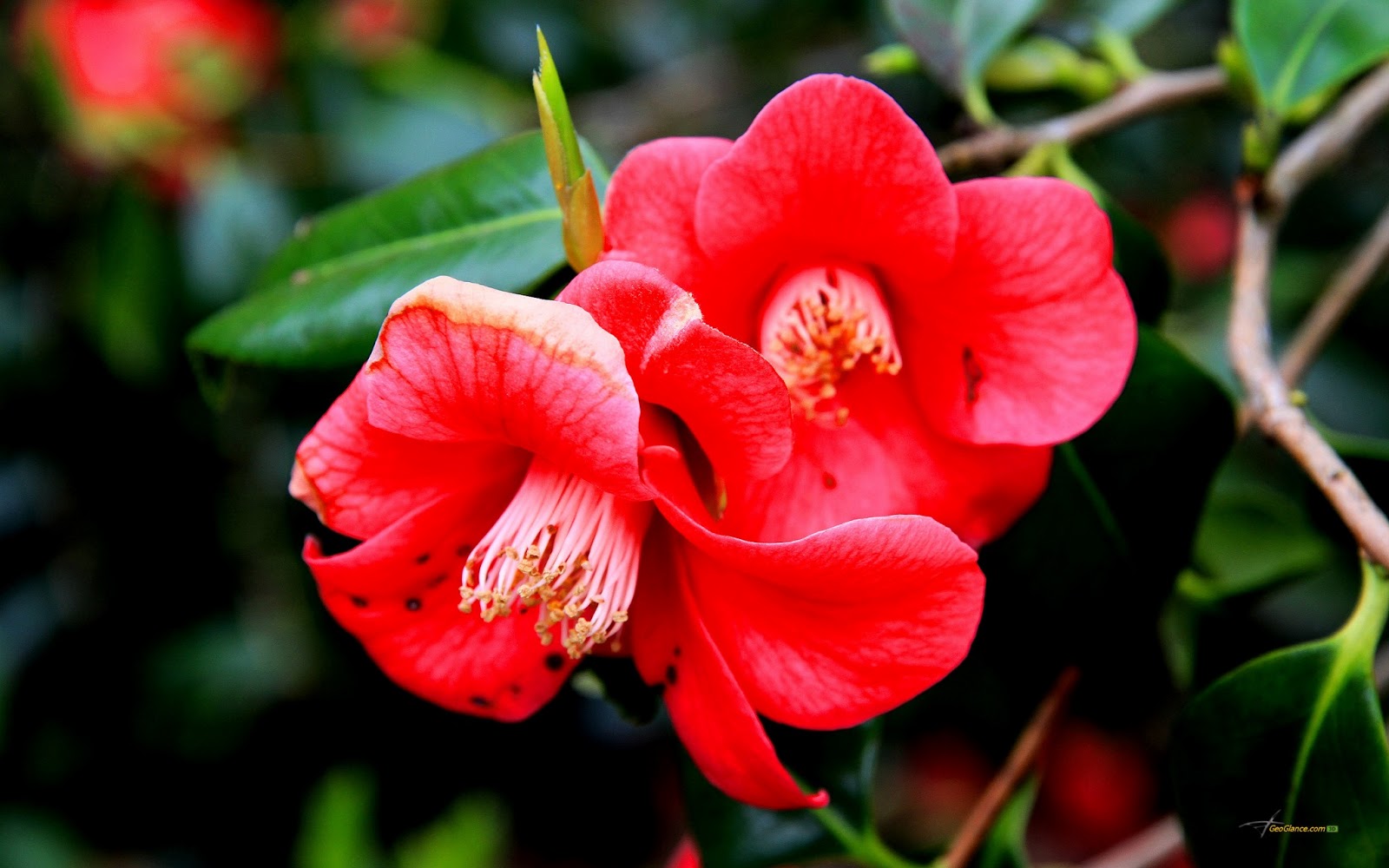 Flower Homes Camellia Flowers