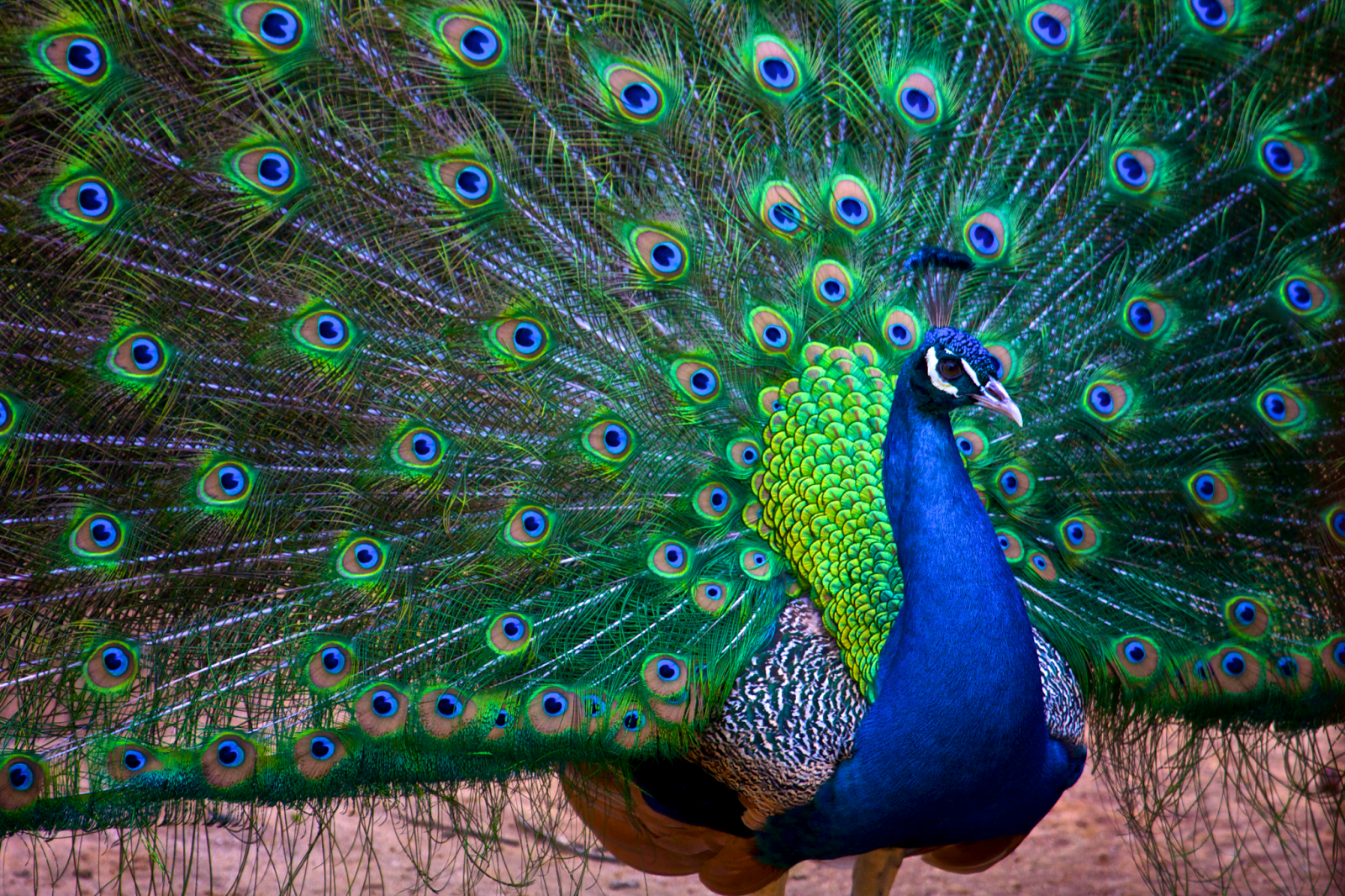 55 Gambar Burung Merak Tercantik Di Dunia HD Terbaru