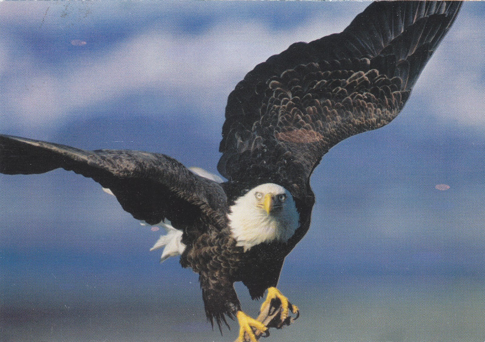 One Postcard a Day Baby Bald Eagles Named