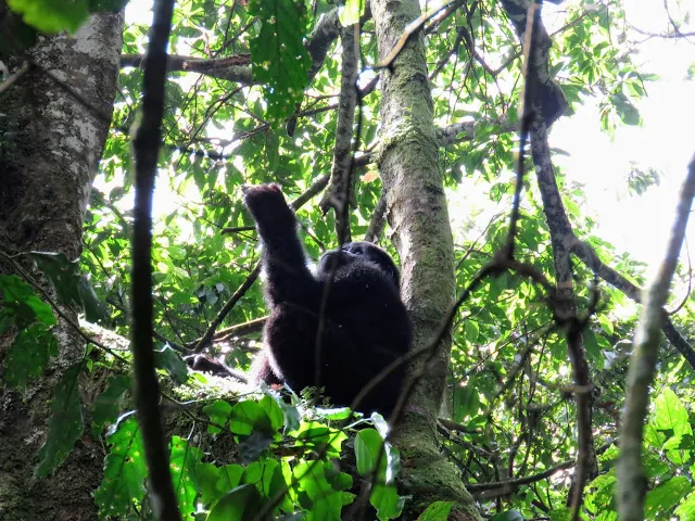 Juvenile mountain gorilla - Nkuringo family - Western Uganda