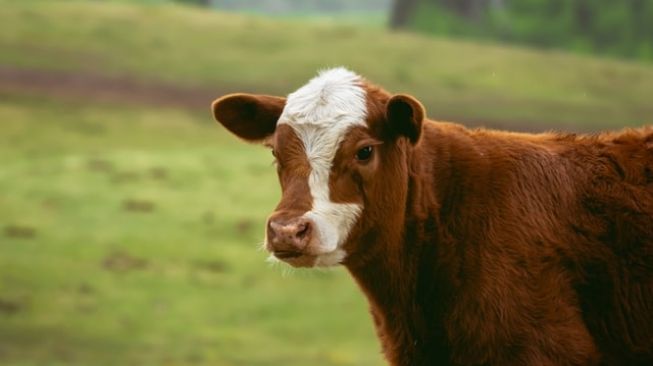 Arti Mimpi Sapi Buku Seribu Tafsir Mimpi Bergambar