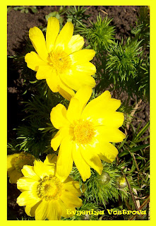 АДОНИС (ГОРИЦВЕТ ВЕСЕННИЙ)