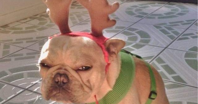 Cute dogs - part 261 (50 pics)