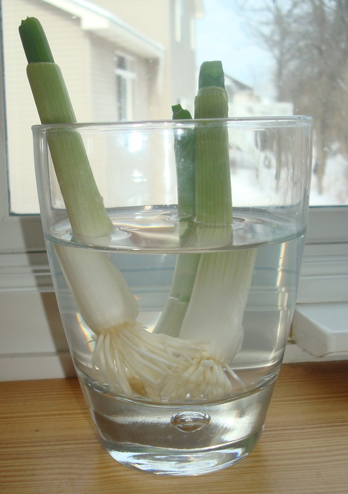 LoveNLoot The Green Onion Experiment