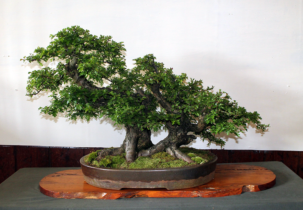 Little Cornish Trees Cornwall Bonsai Society & the National Trust