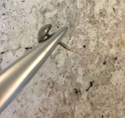 Use needle nosed pliers to hold tacks.