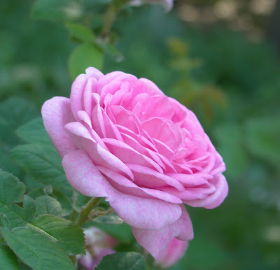 rosa mosqueta