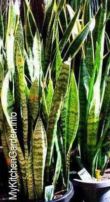 How To Grow Snake Plant and Mother-In-Law's Tongue