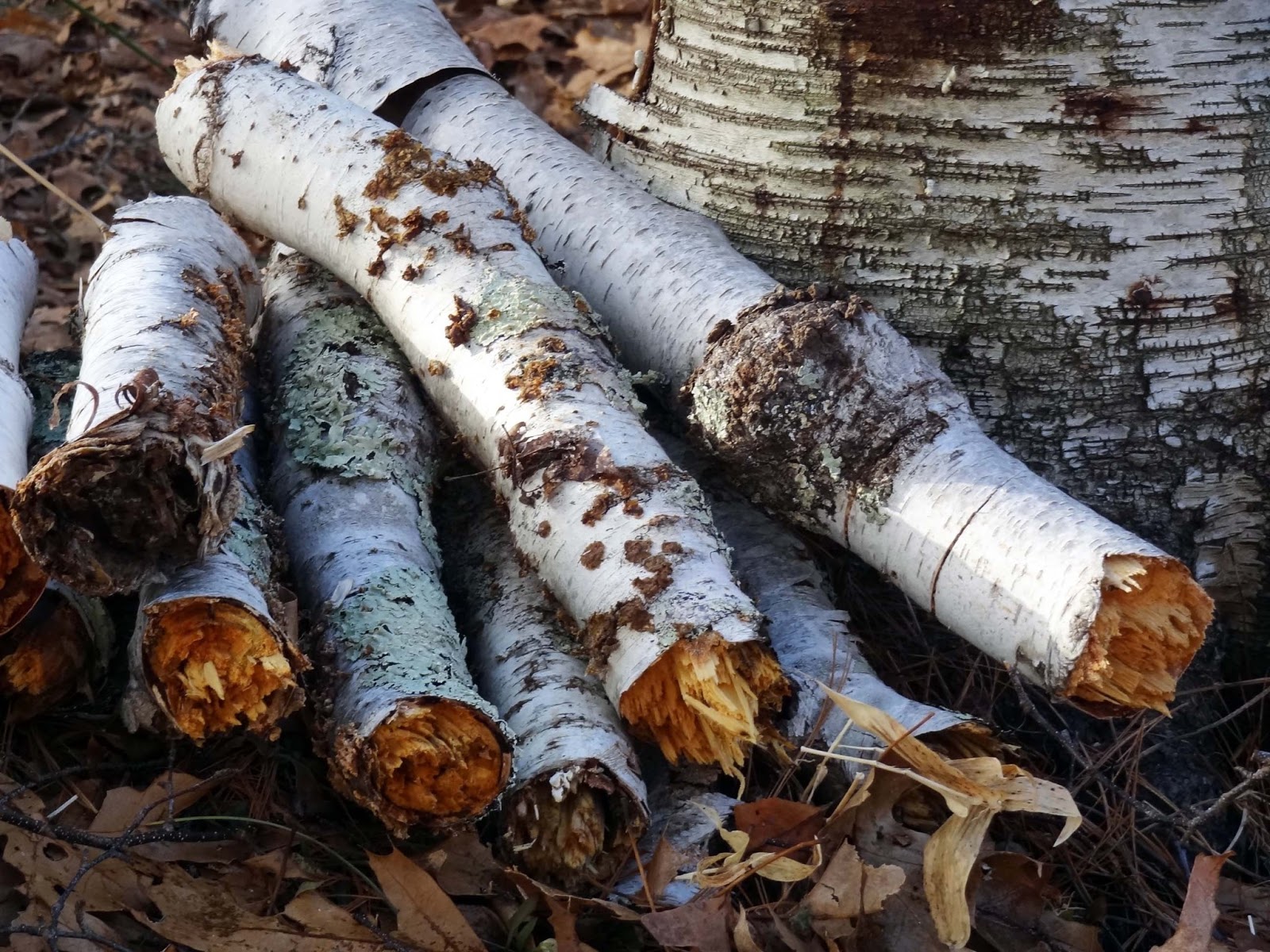 Joe's Retirement Blog Home Again, White Horse Beach, Manomet, Plymouth