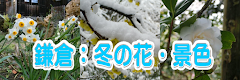 鎌倉：冬の花・景色