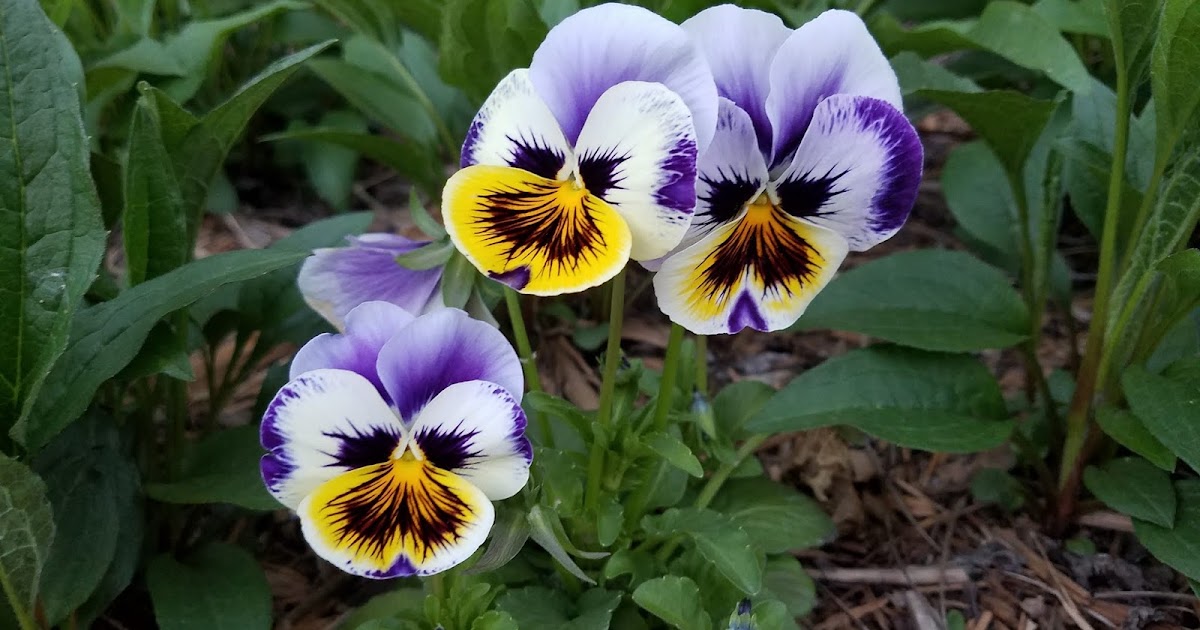 The Minnesota Garden Can Pansies Survive the Summer?