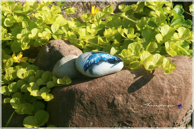 motyle świata, Butterflies of the world, painting on the rock, rock art, stone art. Morpho cipris