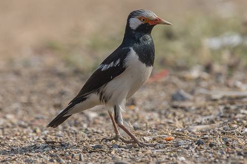 Daftar Harga Burung Jalak Suren Agustus 2019 Update Burung Babe