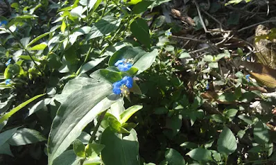 Commelina erecta, hierba de Santa Lucia