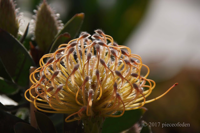 Favorite Plant For March 2017