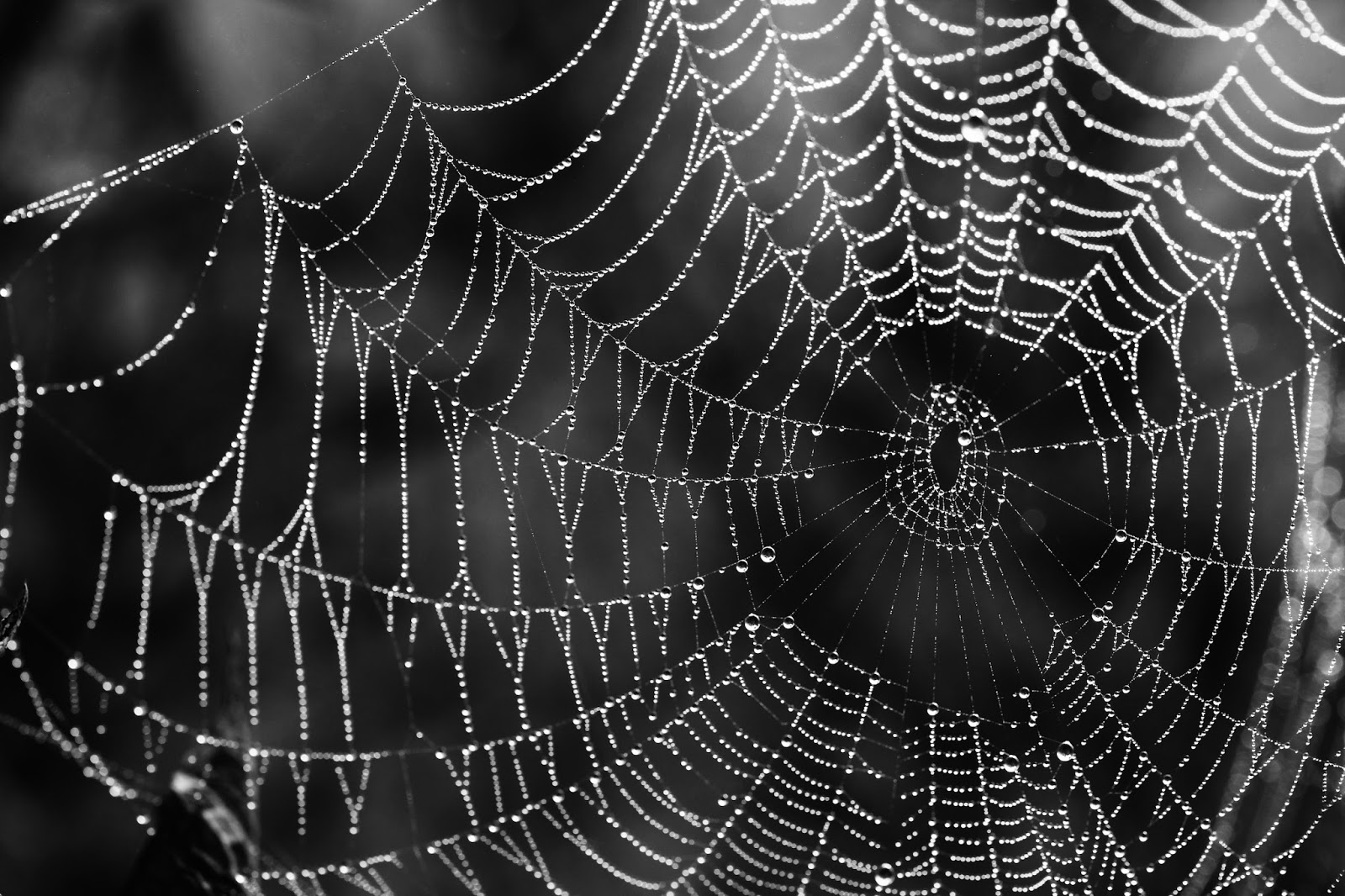Naturfoto Einar Hugnes: Morgenskodde ga flotte spindelvev på Dregsetsve