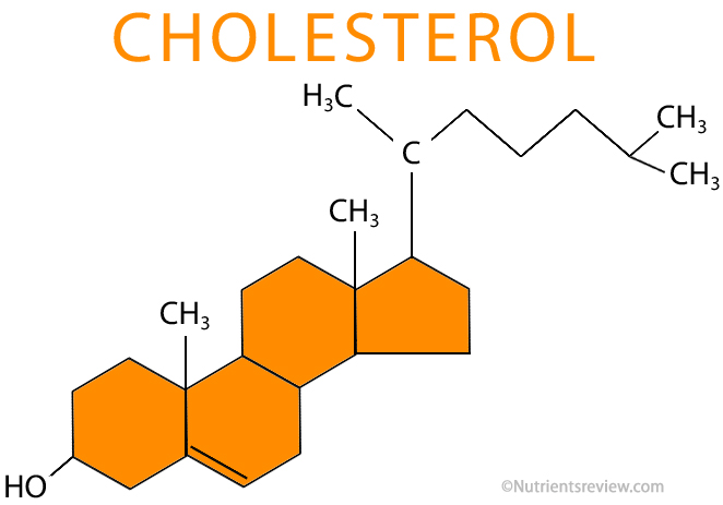 Fat Protein Carb's: Cholesterol - Vital Substance
