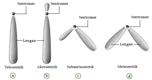 Macam Macam Bentuk Struktur Ukuran Jumlah Dan Tipe Tipe Susunan Kromosom Pada Makhluk Hidup Materiedukasi Com