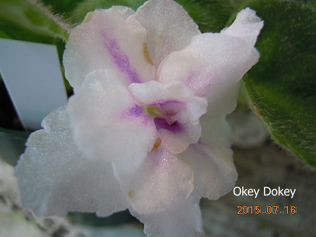 オキ・ドキの意味