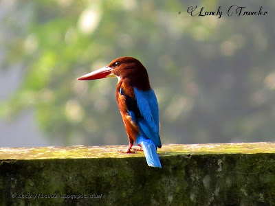 White-throated kingfisher - Halcyon smyrnensis