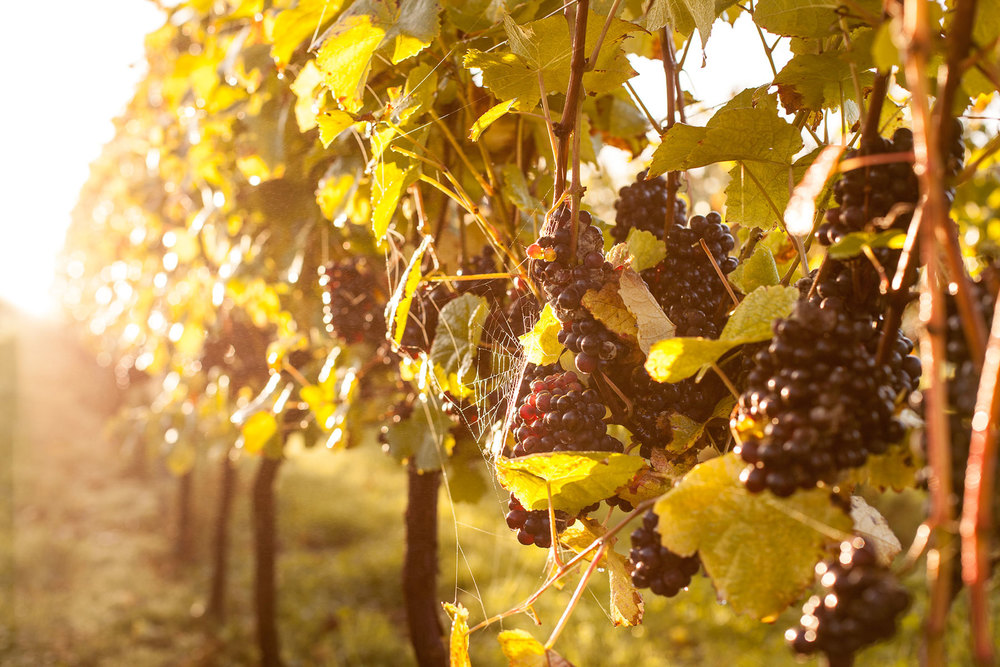 Bluebell Vineyard tour and tasting Hindleap English sparkling wine