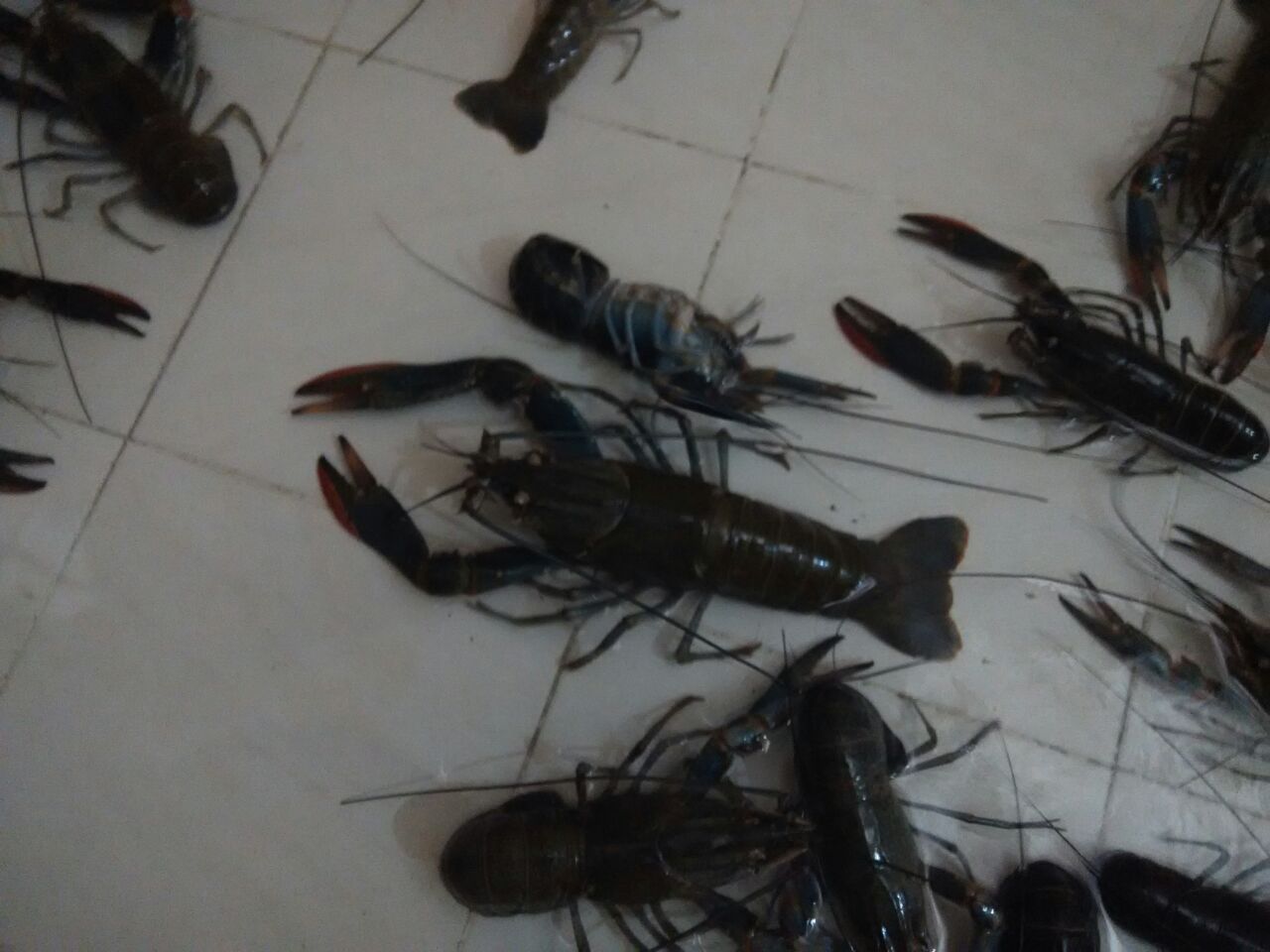 Pondok lobster singkawang