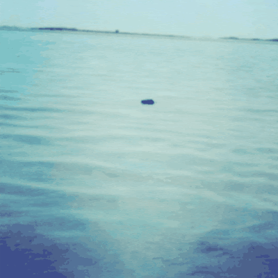 Musta möntti käy veden pinnalla ja painuu takaisin upoksiin. GIF.