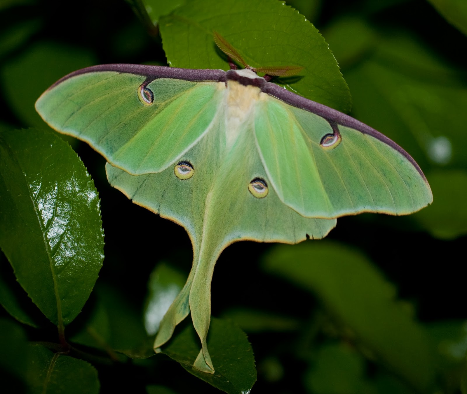 Is a cecropia moth rare.