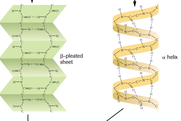 A Level Notes: Proteins- Revision Notes