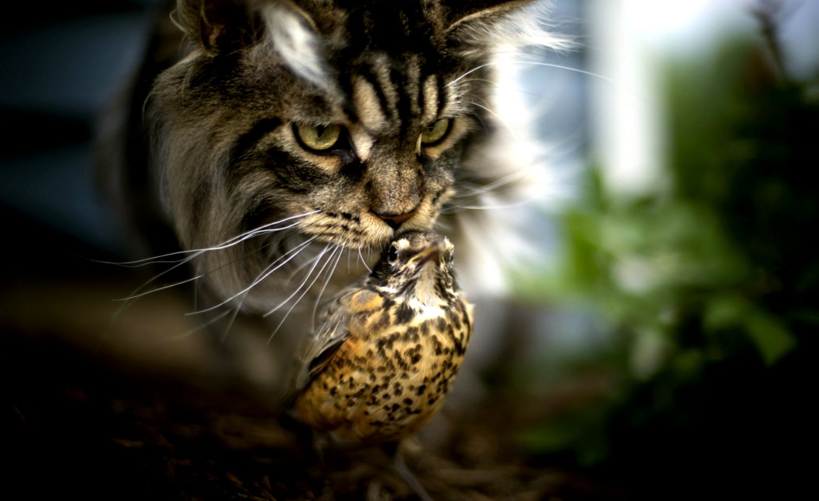 Awesome Hd Desktop Wallpapers Of Norwegian Forest Cat Sniffing Bird