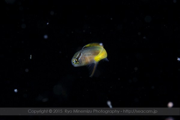 オウゴンニジギンポ幼魚2cm