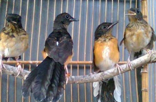 Ternak Burung Kicau: Harga Jual Murai Batu Borneo Anakan 