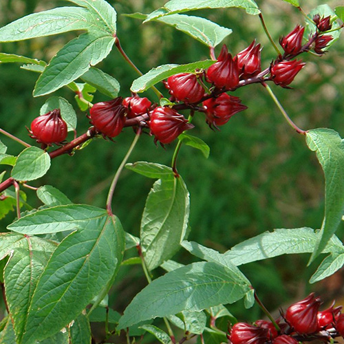 Jamaica (Hibiscus sabdariffa) Frutas del mundo
