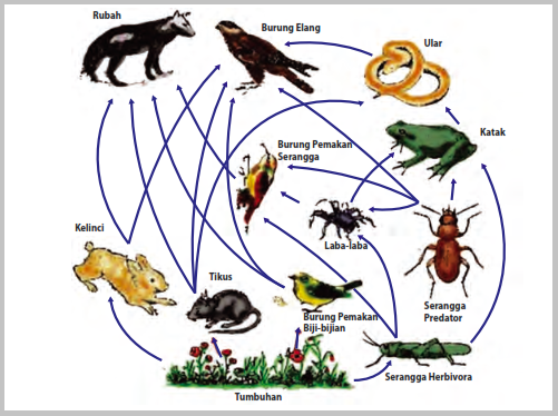 Contoh Rantai Makanan Detritus Aneka Macam Contoh
