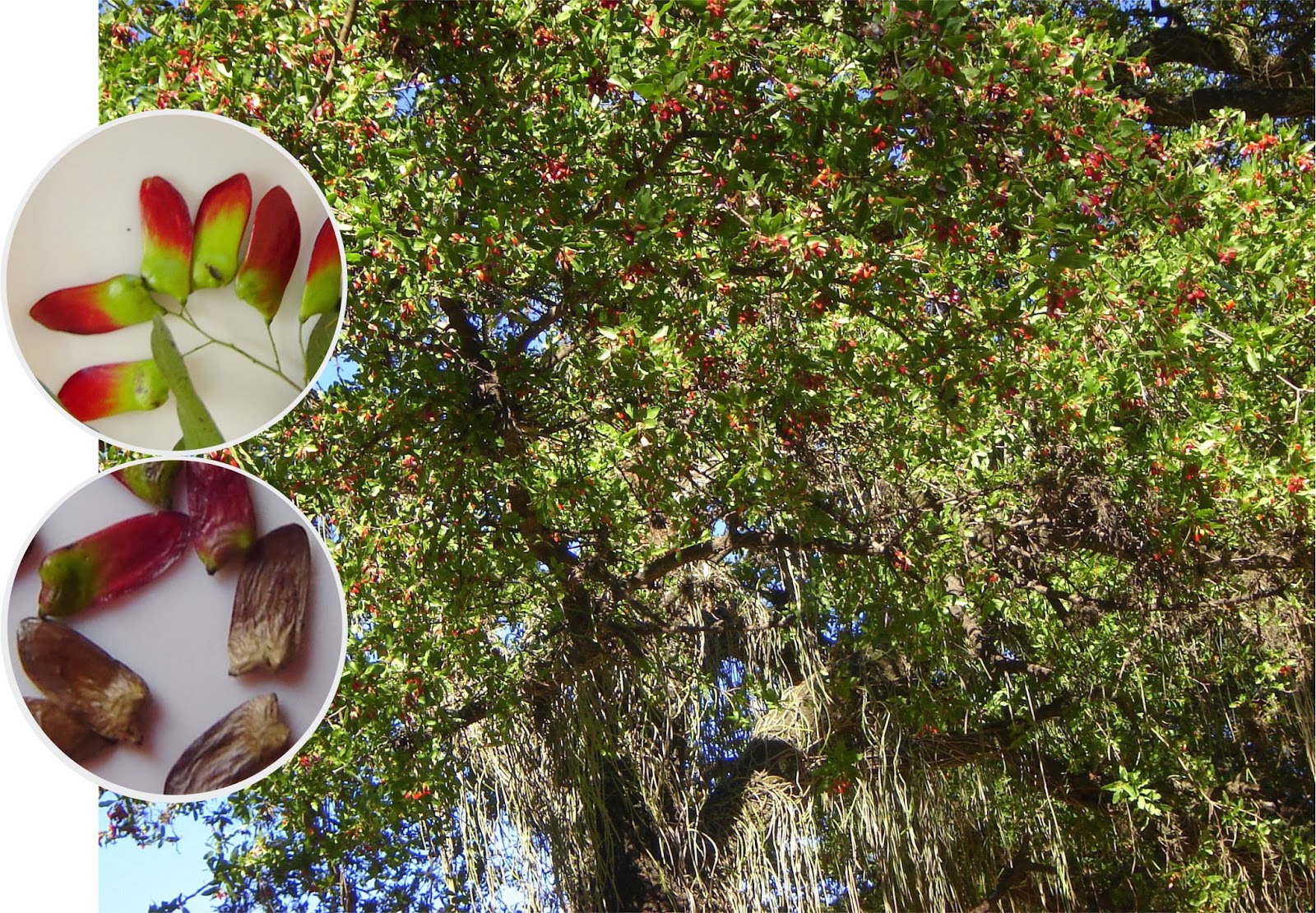 Hora 25 Forestal Una persona, un árbol Quebracho colorado chaqueño.