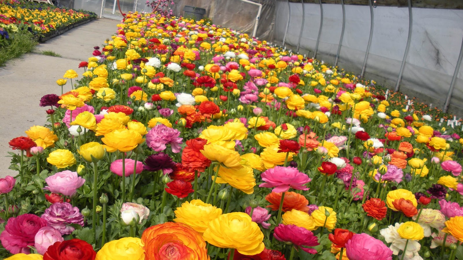 Ranunculus | HDWalle