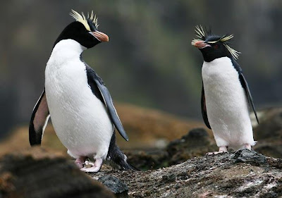 Crested Penguin | Info-Facts and Photos | The Wildlife