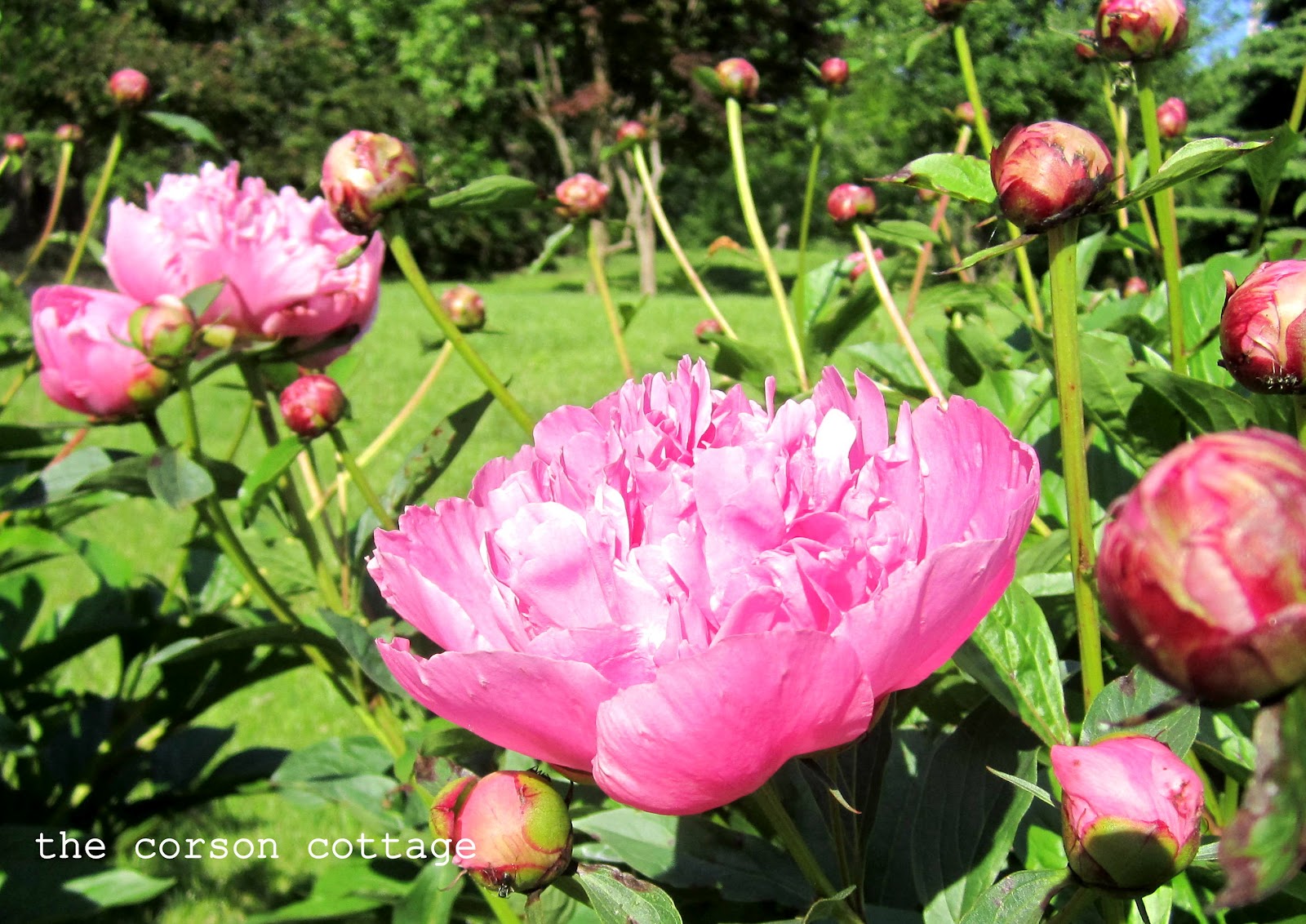 the corson cottage Pink Peonies In Bloom