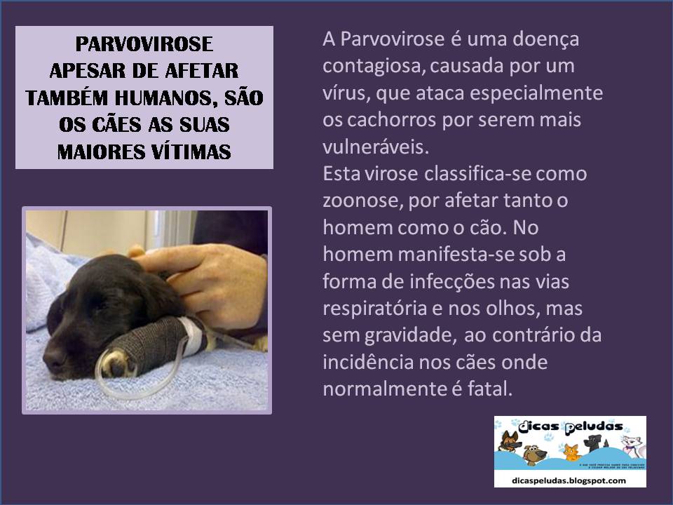 DICAS PELUDAS PARVOVIROSE