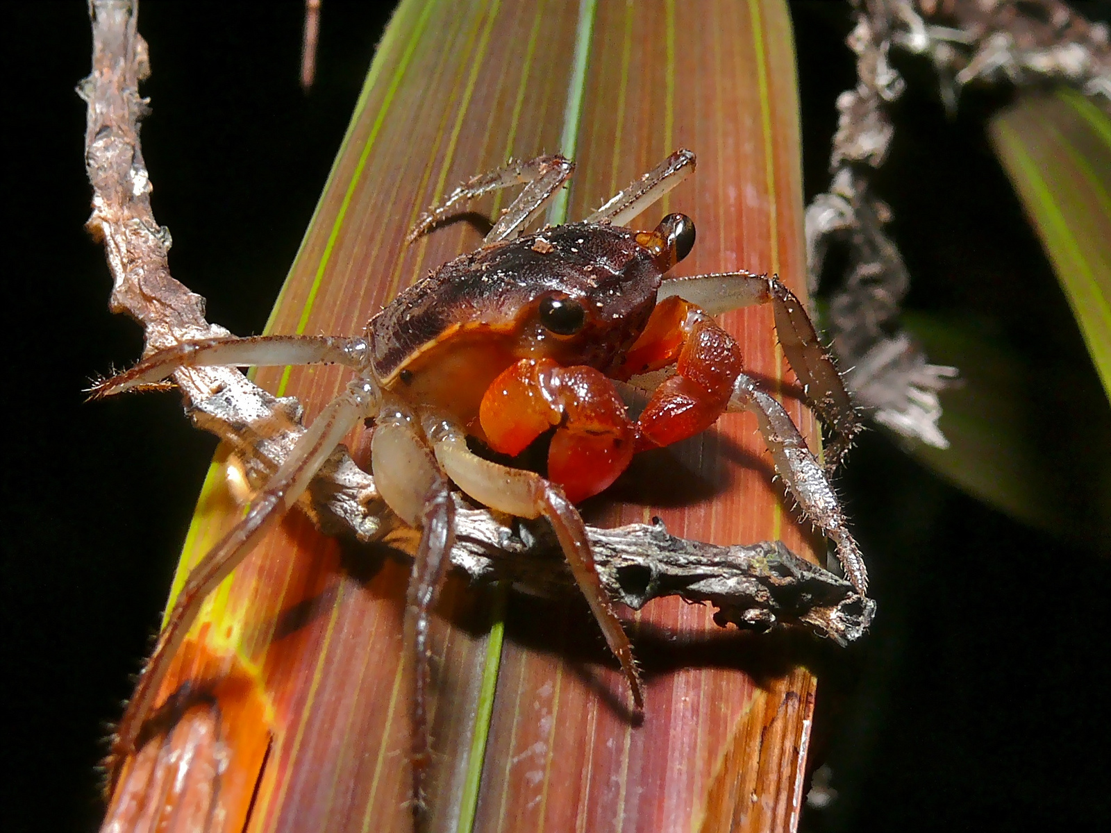 Real Monstrosities: Vampire Crab